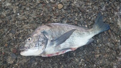 <p>杉浦様 沖の北内向き ヒラメ狙いの胴突飲ませにチヌがヒット！魚食べてるんでよく肥えてます。</p>