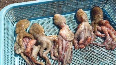 <p>タコハル様 旧一文字赤灯 タコエギでタコ🐙6時頃までが良かったそうです。</p>