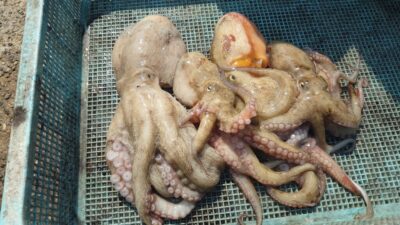 <p>旧一文字赤灯内向き タコエギでタコ🐙これの他にリリースサイズも数匹釣れたそうです。</p>