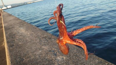 <p>釣れちゃうタマ 沖の北 外向き タコエギでタコ🐙この後針外れ1、張り付かれ1でした。苦潮はないようです。</p>