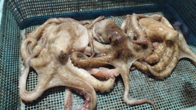 <p>にったこ様 沖の北外向き タコエギで良型タコ🐙沖の方がサイズが良い♪</p>