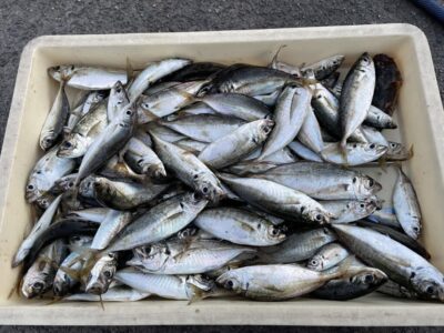 <p>マダム島田様　沖の北　サビキ釣りでアジ20cmまで大漁🎣15時すぎからよく釣れたそうです♪♪</p>