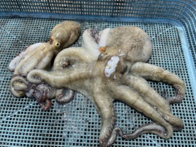 <p>匿名様　沖の北　タコエギでマダコ2杯🐙他2杯リリースされたそうです🐙</p>