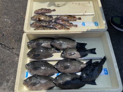 <p>ラトウル様　沖の北　探り釣りでグレ・ガシラ多数🎣</p>