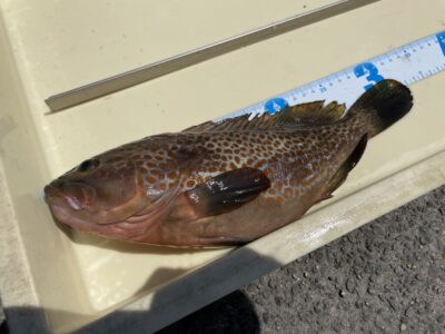 <p>岩見様　沖の北　エビ撒きでアコウ33cm🎣</p>