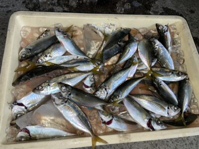 <p>津田名人　沖の北　サビキ釣り(竿下)で20cm前後のアジ多数🎣今日は少し食いが渋かったとの事でしたがお見事♪♪</p>