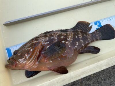 <p>レジェンド山本氏　旧一文字赤灯　サビキ釣りでアコウ35cm🎣アジ狙いで17時で渡ってすぐにアコウが釣れたそうです♪</p>