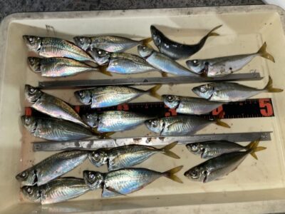 <p>小谷様　沖の北　サビキ釣り(竿下)でアジ21cmまで多数🎣18時ごろから時合</p>