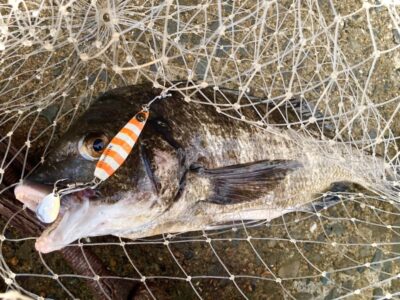 <p>釣れない猫様　沖の北　マキマキ(キシイチSPオレンジ)でチヌ🎣</p>