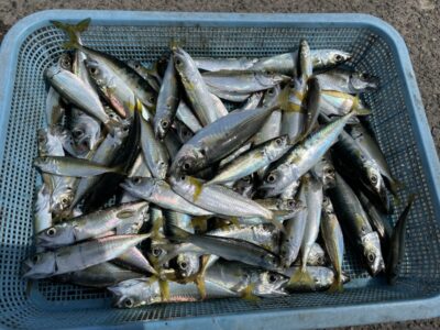 <p>沖の北　サビキ釣り　朝イチ〜昼頃までの釣果🎣⚠️猛暑続きです。水分補給などの熱中症対策はしっかりと！無理のない釣行をお願い致します⚠️明日8/22(木)は午前中11時までの営業です。送りは4時便・5時便(ネット予約の方のみ)ですのでご注意下さい。7時の送りはありません⚠️</p>