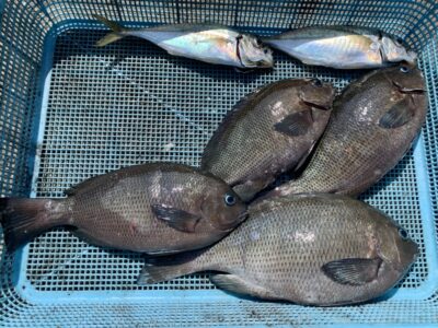 <p>島田様　沖の北　ヌカ切り釣り　グレ4尾とアジ23cm2尾🎣</p>