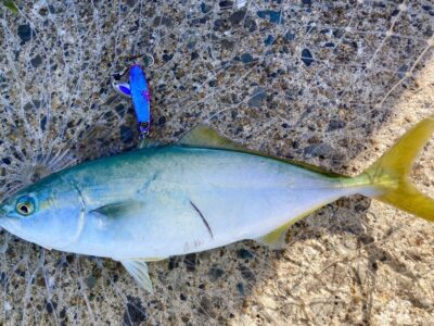 <p>今日は釣れた釣れない猫 様　沖の北　7時〜8時頃に連発♪♪マキマキでツバス×8匹🎣他キビレ・サバも釣れたそうです♪</p>