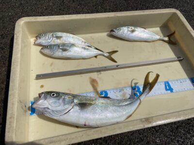 <p>宮崎様　沖の北　ジェットロー(弓角)でツバス4匹🎣軽めのジグやメタルバイブでも狙えます♪</p>