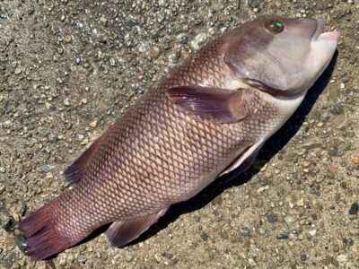 <p>大木様　沖の北　かぶせ釣りでカンダイ🎣　12時頃にヒット🐟　</p>