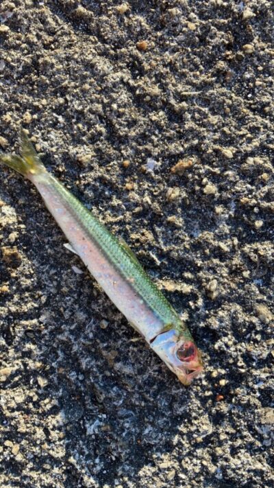 <p>沖の北 内向き 足元サビキでウルメイワシも釣れてました。堤防のまわりにもけっこうベイトはいるんですが…。</p>