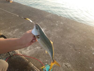 <p>沖の北 ジェットローでツバス！入れ食いな感じは無くてポツポツ釣れてました。</p>