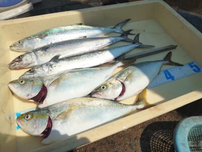 <p>唐見様 沖の北 ショアジギ ツバスはポツポツ、サゴシは10時半に連発したそうです♪</p>