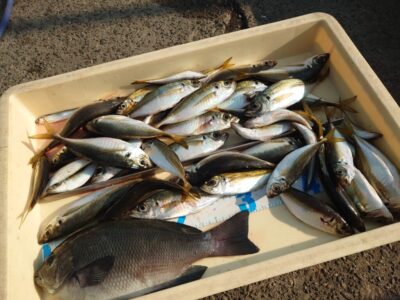 <p>川原鮮魚店様 沖の北 エビ撒き釣りで中アジとグレ30cm！苦潮気味のようでガシラは釣れなかったようです。</p>