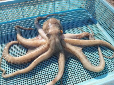 <p>釣れちゃうタマ 旧一文字カーブ内向き タコエギで良型タコ🐙昨日は6〜7時でまぁまぁな時合いがあったんですが、今日はいまいち…。これの他に張り付かれ1つ、めっちゃ触ってんのに乗らないのが2つでした。</p>