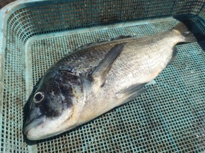 <p>鍛島様 沖の北 ミノーでチヌ！最近足元でチヌがよく小魚を追いかけてますね。小魚ばっかり食べてるのでよく肥えてます。</p>