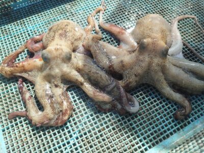 <p>タコハル様 旧一文字3番〜赤灯 タコエギでタコ🐙バラしとリリースも何匹か。昨日と同じで時合いなくポツポツ拾い釣りのようです。</p>