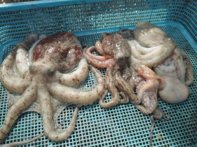 <p>竹村様 旧一文字3番周辺 タコエギで良型タコ🐙1番大きいのは600gくらい。</p>