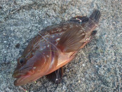 <p>広石様 沖の北内向き 飲ませサビキでアコウ35cm！外向きでエイも…。</p>