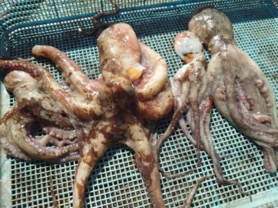 <p>ちょんまげ食堂釣り部 師匠＆弟子様 旧一文字3〜4番 タコエギでタコ🐙</p><p>アタリはあるけどのらない、岩の隙間で抱かれて張り付かれ、巻いてくる途中で針外れなど…テクニカルではありますがまだ釣れます。今朝は朝の時合いに大潮満潮が重なって数が伸びなかったかな。</p>