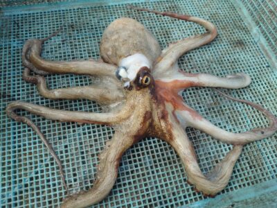 <p>沖の北 ショアジギで良型タコ🐙たまにありますよね。</p>