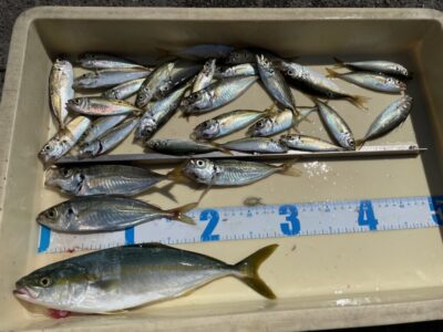 <p>匿名様　沖の北　サビキ釣りで豆アジ〜小アジ🎣ショアジギでツバスもGET♪♪</p>