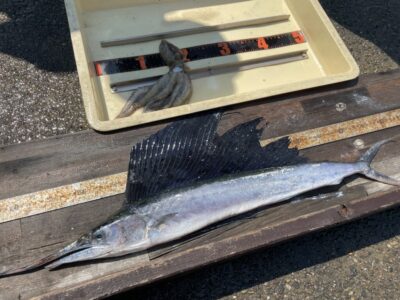 <p>アドレンジャー様　沖の北　ショアジギでバショウカジキ80cm🎣かなりレアな魚！！カッコいいですね♪♪</p>