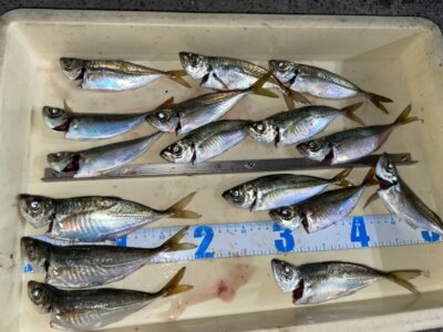 <p>小谷様　沖の北　サビキ釣りで中アジ20cmまで多数🎣</p>