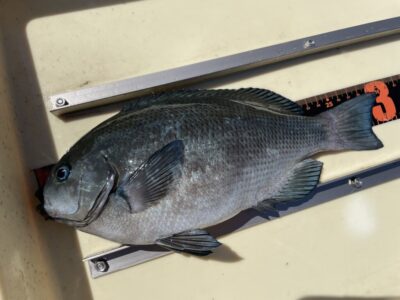 <p>N様　旧一文字赤灯　ふかせ釣りでグレ30cm🎣ふかせ釣り講習会のご参加ありがとうございました♪♪</p>