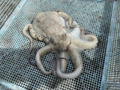 <p>荒木様　旧一文字3番　タコエギでマダコ🐙</p>