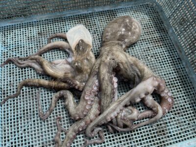 <p>ちょんまげ食堂釣り部様　旧一文字赤灯　タコエギでマダコ2杯🐙</p>