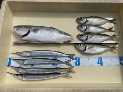 <p>信田様　沖の北　ショアジギでツバスとサビキ釣りで中アジ20cmまで🎣サヨリは30cm近く良型♪♪</p>