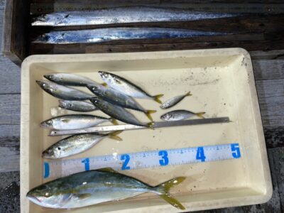 <p>平松様　沖の北　ショアジギでツバス🎣サビキ釣りではアジ・サバGET♪♪18時半頃に太刀魚はテンヤで2本GET⚔️</p>