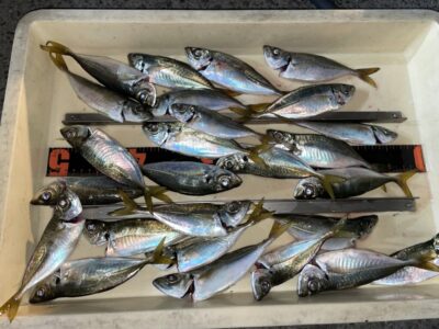 <p>小谷様　沖の北　サビキ釣りでアジ20cmまで多数🎣</p>