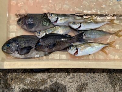 <p>信田様　沖の北　サビキ釣りでアジ🎣　岩イソメでグレ🎣　呑ませ釣りサイズのアジは大漁に釣れるそうです🐟</p>