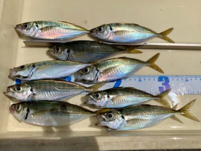 <p>芝様　沖の北　サビキ釣りでアジ🎣</p>