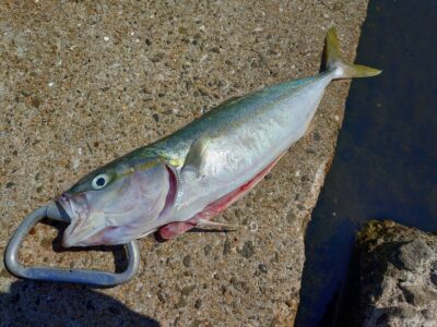 <p>KUGIOKA様　沖の北　ショアジギでツバス🎣6時〜7時頃にボトムからの巻き上げでアタリがあったとの事です♪</p>