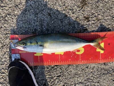 <p>やました様　沖の北　ショアジギで44cmのハマチ🎣LINE釣果報告ありがとうございます♪♪</p>