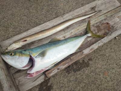 <p>広石様 沖の北 飲ませ釣りでメジロとハモ！</p>