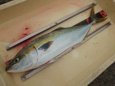 <p>ひまわり🌻様 沖の北 飲ませ釣りでハマチ！引っ張って伸ばして50cm！メジロ・ブリ級のあたりもあったそうです！が、ラインブレイク…。頑張りましょう♪</p>