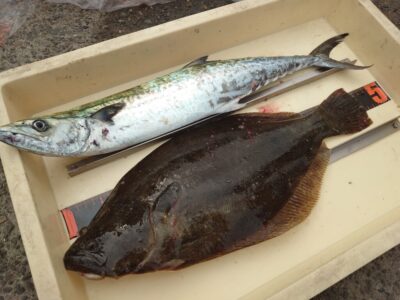 <p>上垣内様 沖の北内向き 飲ませ釣りでヒラメ！ショアジギでサゴシ！昨日はお連れさんにヒラメを釣られて…、からのヒラメ！この後にもう1回ヒラメのアタリがあったそうですがのらず…。</p>