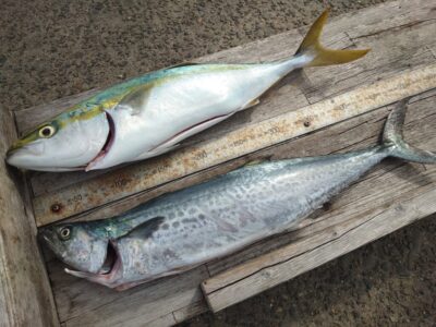 <p>沖の北 ショアジギでサゴシ！飲ませでハマチ！</p>