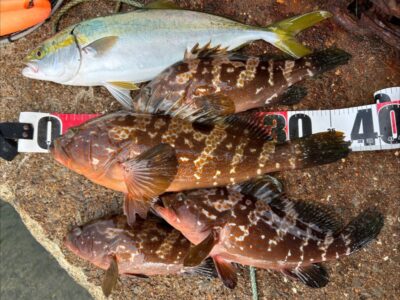 <p>ハネ硏 福山会長様 沖の北外向き エビ撒き釣りでアコウとハマチ！ハマチは大きいエビをつけてたらヒットしたそうです♪</p>