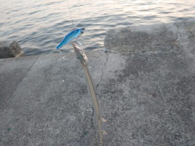 <p>沖の北 アズーロ鉄湾メタルバイブでタチウオ！ちょっと巻いてフォールの繰り返しでした。</p>