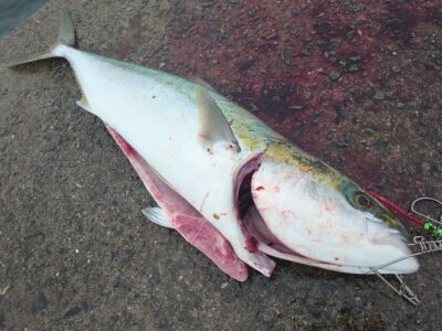 <p>杉原様 沖の北 ウキ飲ませ釣りでブリ！！！お久しブリです♪</p>