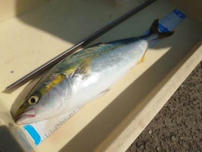 <p>唐見様 飲ませ釣りでハマチ！アタリはけっこうあったようですが、このサイズだとなかなか掛からないみたい…。</p>